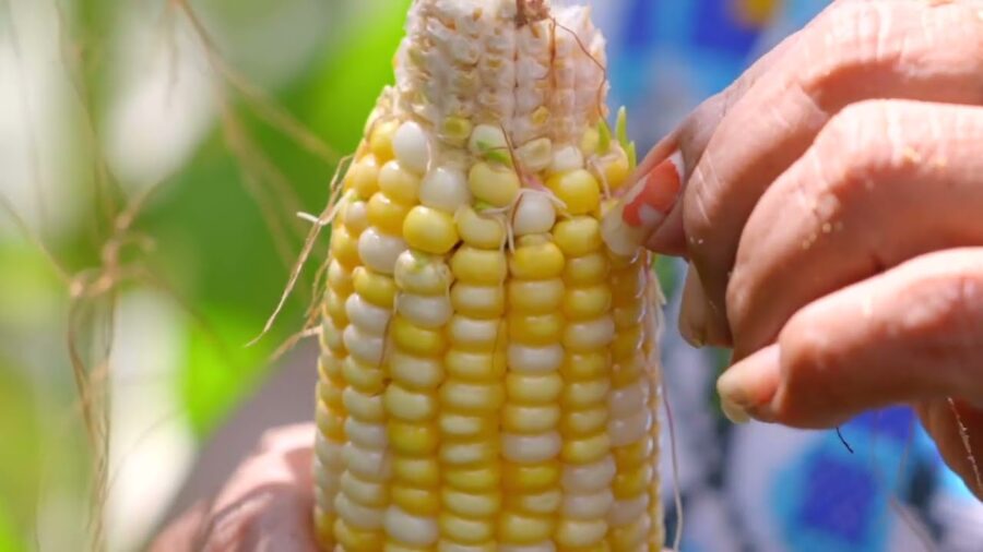 Emilia- Derechohabiente del programa Fertilizantes para el Bienestar