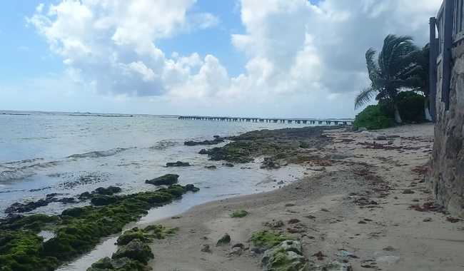 La SEMAR en coordinación con los órdenes de gobierno y sociedad Quintanarroense, se preparan para la temporada de arribazón de sargazo 2025