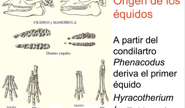 Evolución del caballo se dio en América, no en Europa, a largo de 60 millones de años, revelan registros paleontológicos