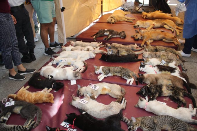 Realiza GEM exitosa Caravana por el Bienestar Animal en Chalco