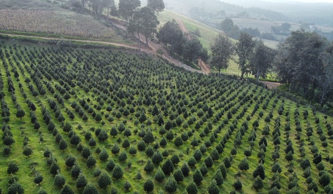 Invita la CONAFOR a adquirir árboles de Navidad naturales y mexicanos