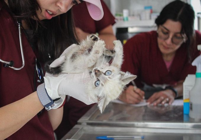 Atiende Cepanaf a 200 lomitos y michis con consulta gratuita, desparasitación y resguardo en inmediaciones de la Presa Los Cuartos en Naucalpan