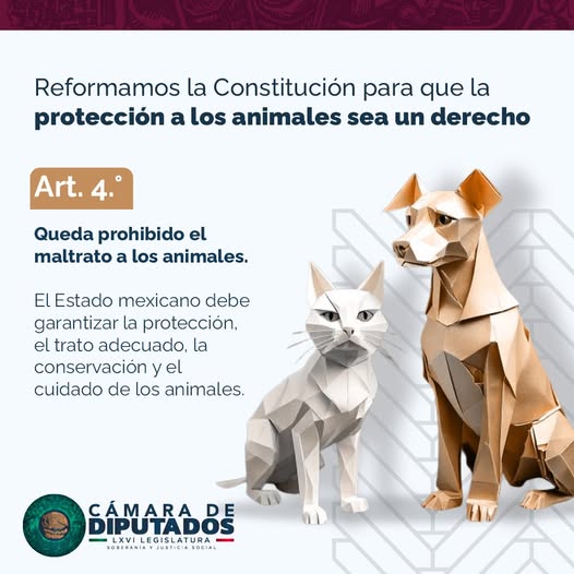 Protección animal: un derecho garantizado en la Constitución  Aprobamos una reforma para que en la #Constitución se reconozca la protección de los animales como un derecho, promoviendo su bienestar y un trato digno.  ¡Cuidarlos es nuestra responsabilidad!