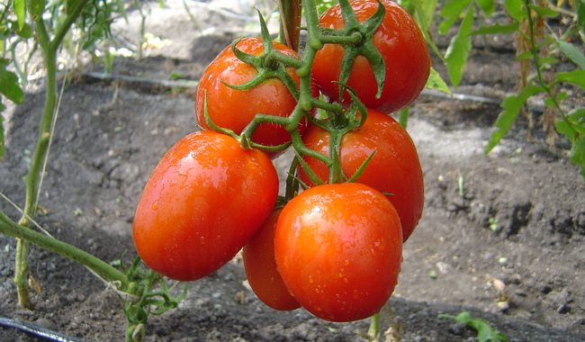 Posicionamiento relativo a la terminación del Acuerdo de Suspensión de la Investigación Antidumping sobre las Importaciones de Tomate Fresco