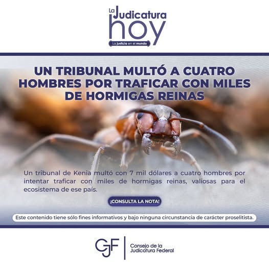 #LaJudicaturaHoy | Dos adultos y dos adolescentes fueron sorprendidos contrabandeando más de 5,400 hormigas, valuadas en 800,000 euros.
