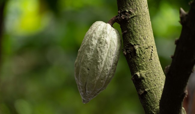 Impulsa AGRICULTURA Encuentro Nacional de Cacao en Tabasco para fortalecer la innovación y la soberanía alimentaria