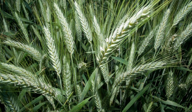 Abre AGRICULTURA convocatoria de apoyos para productoras y productores de trigo en Sonora