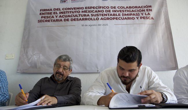 Entrega IMIPAS 3.5 millones de semilla de ostión a productoras y productores tabasqueños, gracias a convenio con el Gobierno de Tabasco