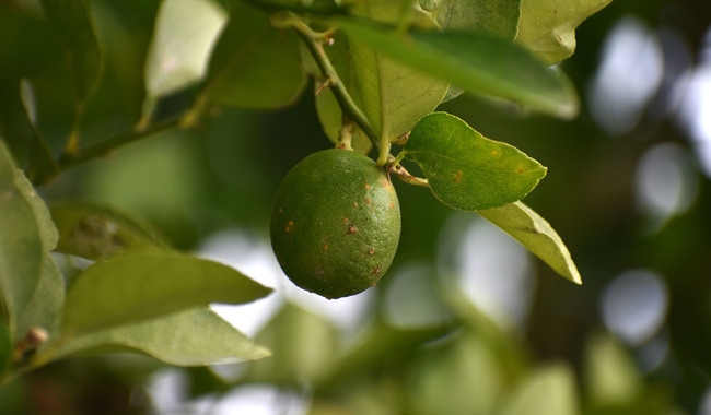 Refuerzan México y Estados Unidos medidas fitosanitarias para preservar citricultura en franja fronteriza
