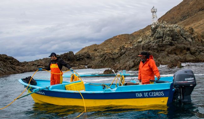 Anuncia AGRICULTURA periodos de veda y de aprovechamiento de especies marinas a partir de agosto