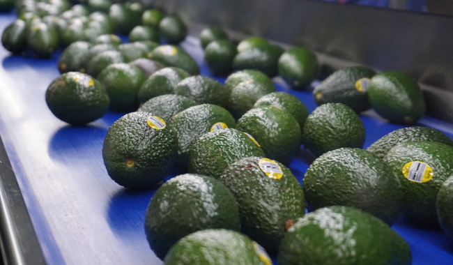Productoras y productores mexicanos podrán exportar aguacate Hass al mercado brasileño: AGRICULTURA