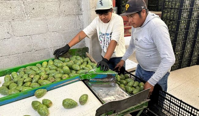 Exportan productoras y productores poblanos nopal verdura y tuna verde y roja a McAllen, Texas