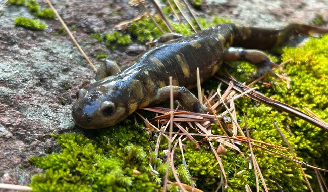 Primer registro de salamandra Tarahumara en el Santuario Cotorra Serrana Occidental, Chihuahua