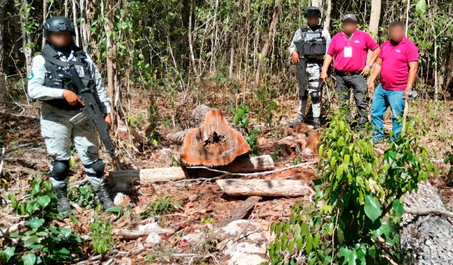 Profepa clausura predio por cambio de uso de suelo en ANP en Yucatán