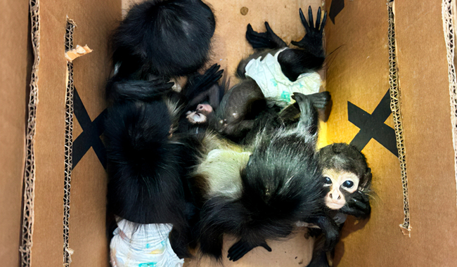 Rescata Profepa 5 ejemplares de mono araña y 4 de siete colores, en Nuevo León