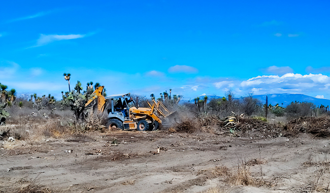 Juez dicta sentencia condenatoria a dos personas por desmontar un predio forestal en la Reserva de la Biosfera Tehuacán-Cuicatlán, en Puebla
