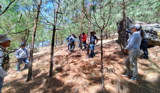 Profepa verifica reforestación en Oaxaca