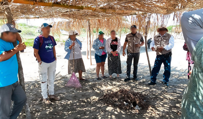 Comité de Vigilancia Ambiental Participativa de Veracruz limpia playa de anidación de tortugas