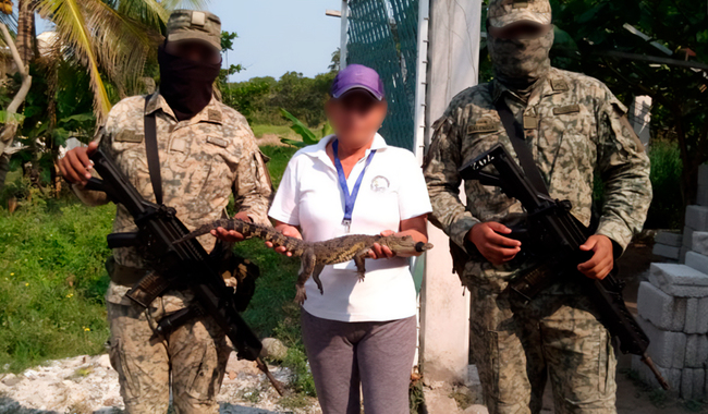 Profepa rescata y libera a cocodrilo en Nautla, Veracruz