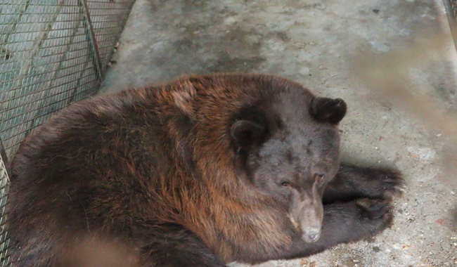 Reintegran osa negra al hábitat natural en la sierra de Sonora