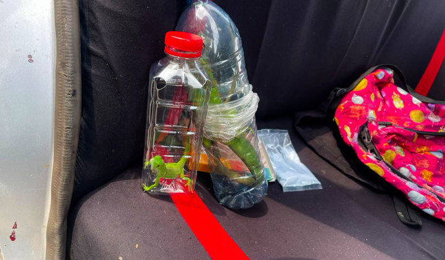 Rescatan 40 ejemplares de vida silvestre transportados ilegalmente en la carretera Cárdenas–Coatzacoalcos