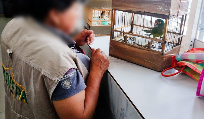 Profepa asegura 54 ejemplares de vida silvestre en Tlahuelilpan, Hidalgo