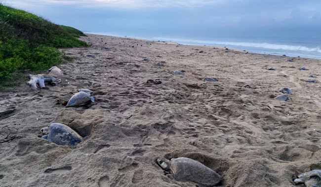 Playa la Escobilla en Oaxaca recibe 269,850 tortugas marinas en la cuarta arribada