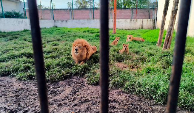 Profepa apoya a Fiscalía del Estado de México en el rescate y traslado de 4 leones