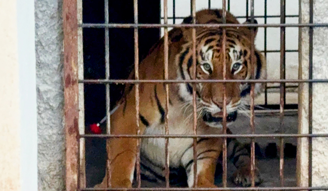 Profepa trasladó cuatro felinos en Pachuca, Hidalgo