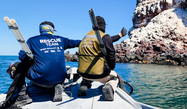 Profepa y Conanp desenmallan 8 ejemplares de lobo marino, en Baja California