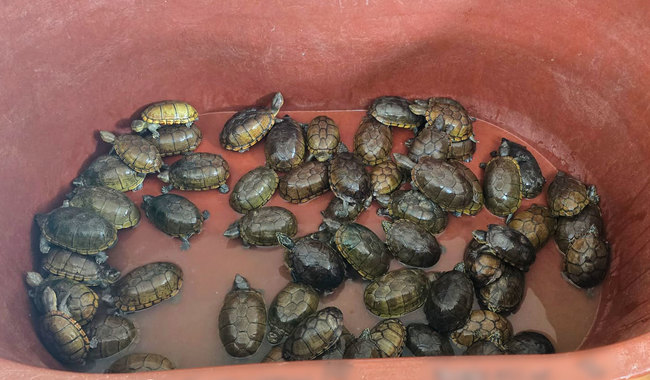 FGR y Profepa aseguran más de 2,300 tortugas y más de 2,200 kilos de aletas de tiburón y buches de totoaba durante operativo, en Jalisco