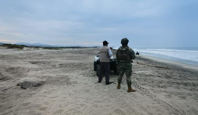 Inicia la quinta arribada de tortugas golfinas al Santuario Playa Morro Ayuta; vigila la Profepa 200 mil nidos