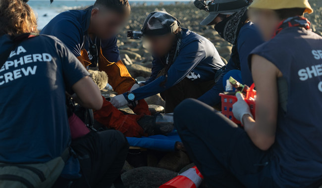 En operativo coordinado, rescatamos a 13 lobos marinos durante la sexta campaña de desenmalle en Isla San Jorge, Sonora
