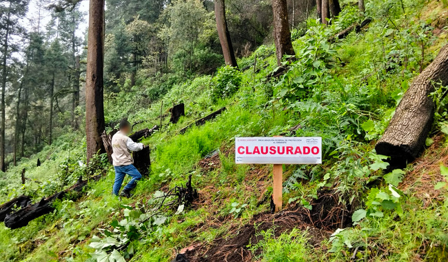 Profepa clausura predio en Tetela del Volcán, Morelos, por cambio de uso de suelo sin autorización