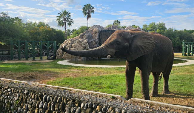 Avanza zoológico La Pastora con cumplimiento de medidas correctivas
