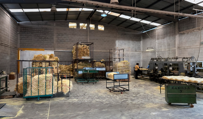 Profepa asegura más de 20 toneladas de fibra de lechuguilla de origen ilegal en Coahuila