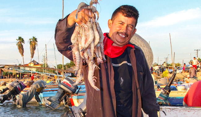 Amplía Conapesca veda de camarón en Campeche, Tabasco y Quintana Roo