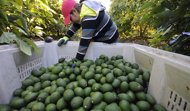 Gobierno de México impulsa producción de aguacate libre de deforestación y sin trabajo infantil
