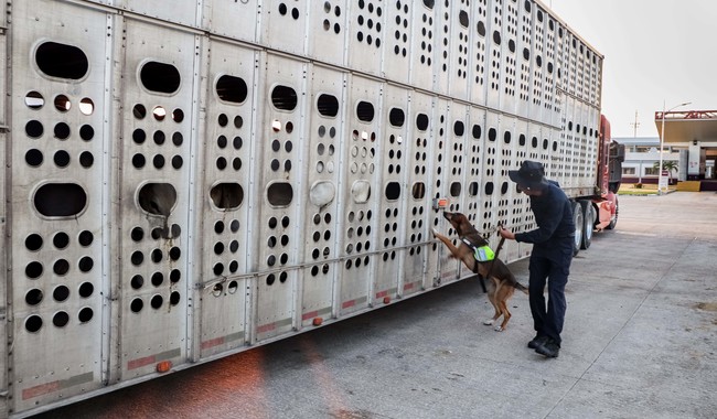México refuerza acciones para contener el avance del Gusano Barrenador del Ganado