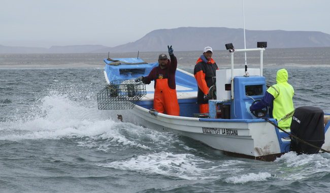 En febrero inicia periodo de veda para siete especies marinas en 10 estados de la República