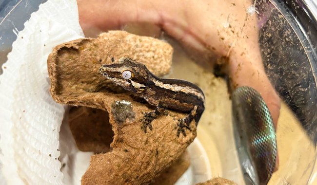 Profepa asegura nueve ejemplares de vida silvestre en paquetería de San Luis Potosí