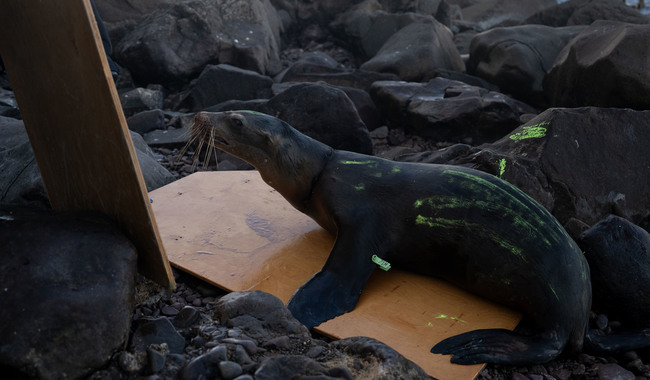 Desenmallan y rescatan a dos lobos marinos en Isla Consag, Baja California