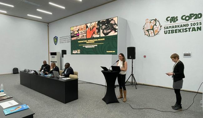 México presenta ante CITES avances y resultados para la conservación de la vaquita marina