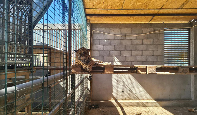 Profepa y FGR catean inmueble en Baja California Sur y aseguran ejemplares de vida silvestre
