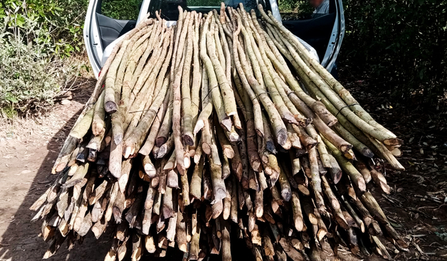 Profepa clausura granja acuícola dentro de ANP y asegura madera de mangle en Tuxpan, Nayarit