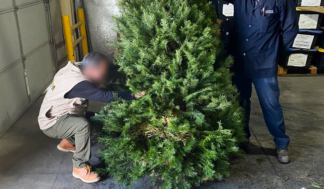 Porque “Verificando tu árbol protegemos nuestros bosques”, Profepa ha revisado más de 130,000 árboles de Navidad importados