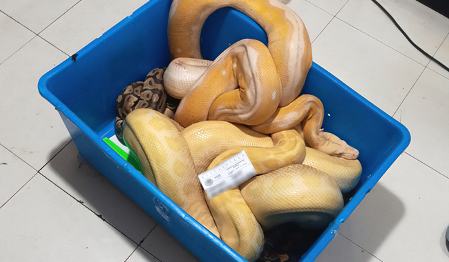 Profepa resguarda cuatro serpientes pitones aseguradas en Tepoztlán, Morelos