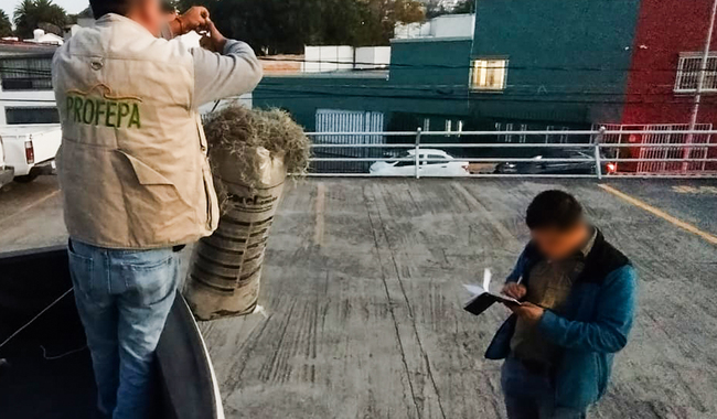 Aseguran cargamento musgo y heno en Almoloya, Hidalgo