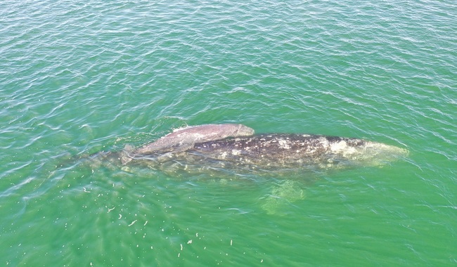 Inició la temporada de avistamiento de ballena gris 2025-2026 en la Reserva de la Biosfera El Vizcaíno, Baja California Sur