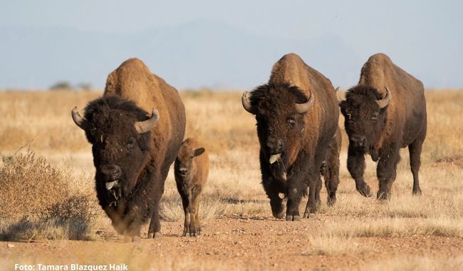 Se restablece la presencia del bisonte en los pastizales del norte de México